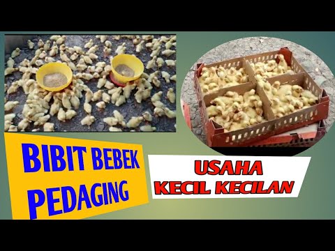 Cara Beternak Bebek Pedaging 40 Hari Panen 