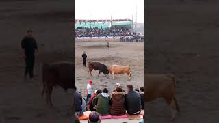 2021 Muğla şampiyonası Boğa güreşi LEO ve MORFİN