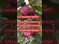 ФУНДУК для НАЧИНАЮЩИХ. ПРИЙДУТ ЗНАНИЯ и РЕЗУЛЬТАТ ОЖИДАЕМЫЙ