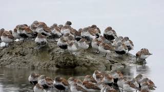 Western Sandpipers migrating through Tsawwassen.....