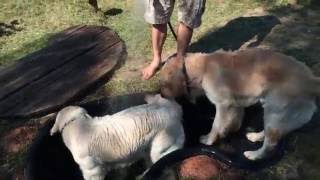 Как сделать БАССЕЙН для СОБАКИ на ДАЧЕ! Как сделать БАССЕЙН для СОБАКИ на ДАЧЕ!