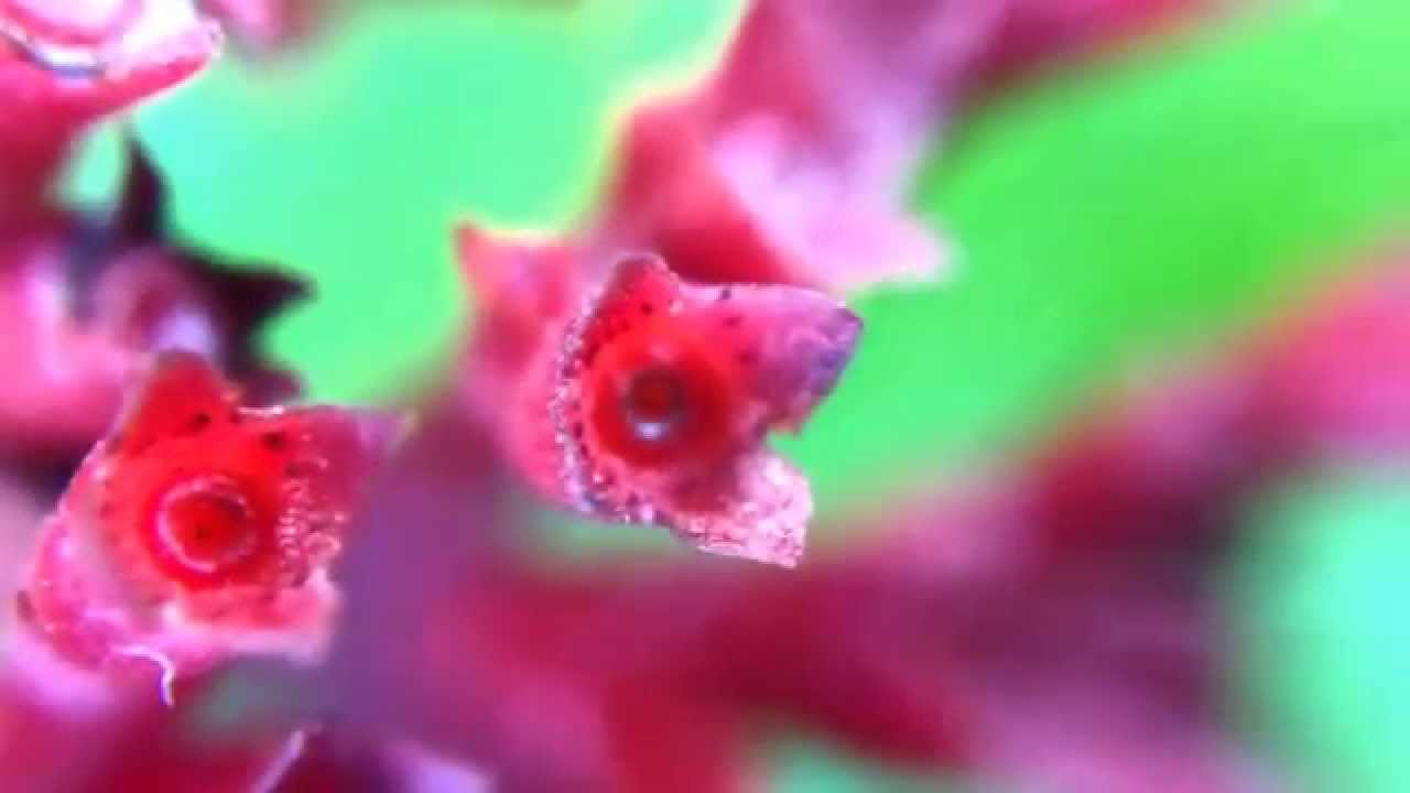 Apple iPhone 6 PLUS Macrophotography! (20X Microscope / Macro Lens) Test / Review