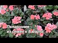 Выращивание зональной пеларгонии из семян к 8 марта. Часть 1.