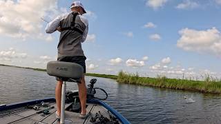 These Fish are Making a Comeback Catch Cook