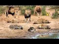 OMG! King Lion Destroys Hyena Cubs Stupid go into His Territory! Cheetah vs Ostrich, Wildebeest