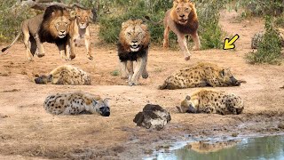 Omg! King Lion Destroys Hyena Cubs Stupid Go Into His Territory! Cheetah Vs Ostrich, Wildebeest
