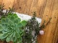 Build a DIY Pallet Bench with Micro Garden Build a DIY Pallet Bench with Micro Garden