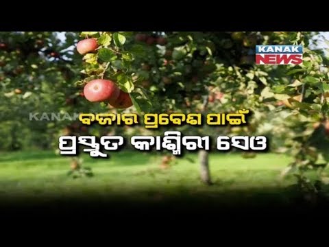 Kashmir Ready To Hit Market With Bumper Apple Harvest