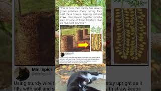 Grow More Potatoes In Less Space