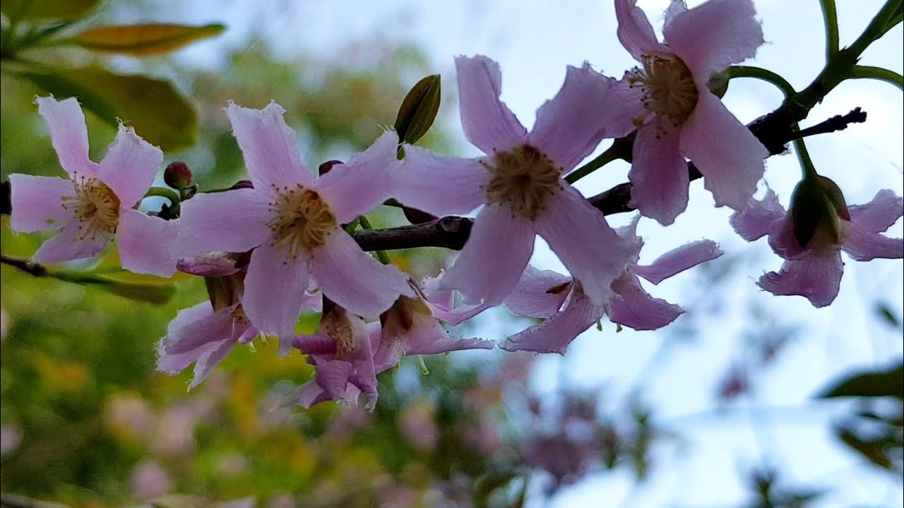 Philippines Cherry Blossom Sakura Flowers?? Relaxing Nature Sounds