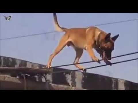 malinois dog cop dogs