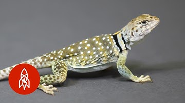 Run, Little Lizard, RUN!