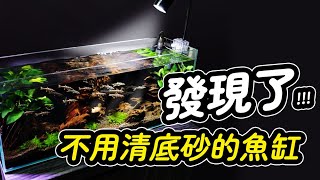 底砂、沉木總是髒兮兮讓處女座的清潔魚來幫你Carpet  Searching Fish : Sand Cleaner Yoyo loach.