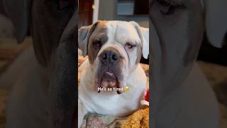 Baby pup #dog #bulldog #englishbulldog #babypup #cute #puppy