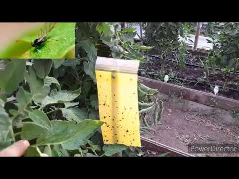 Видео: Пръстено петно на домат