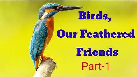 EVS Class-3 Ch-6 Birds Our Feathered Friends Part-1