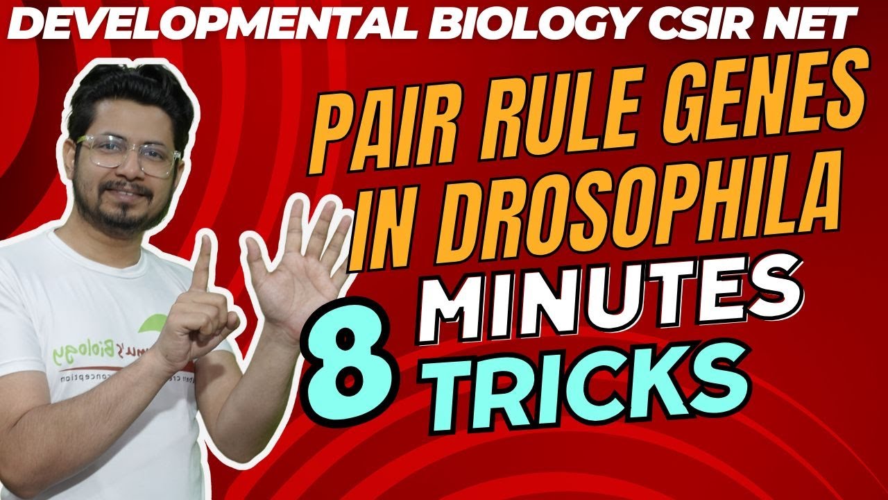 Pair rule genes drosophila csir net | tricks to remember drosophila ...