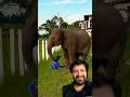 #elephant #elephantlove #animals #greenscreen #youtubeshorts #ytshorts #yt