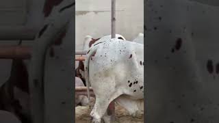 Industrial Pedestal Fan | Heavy Duty Cooling Fan | Sheikh Air Solution