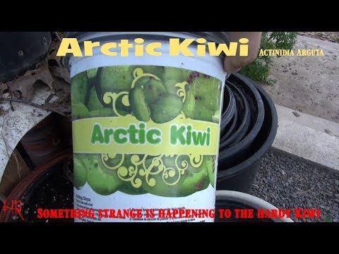 Video: Hvorfor Kiwi Er Nyttigt