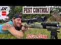 Hunting HUGE RACCOONS!!!