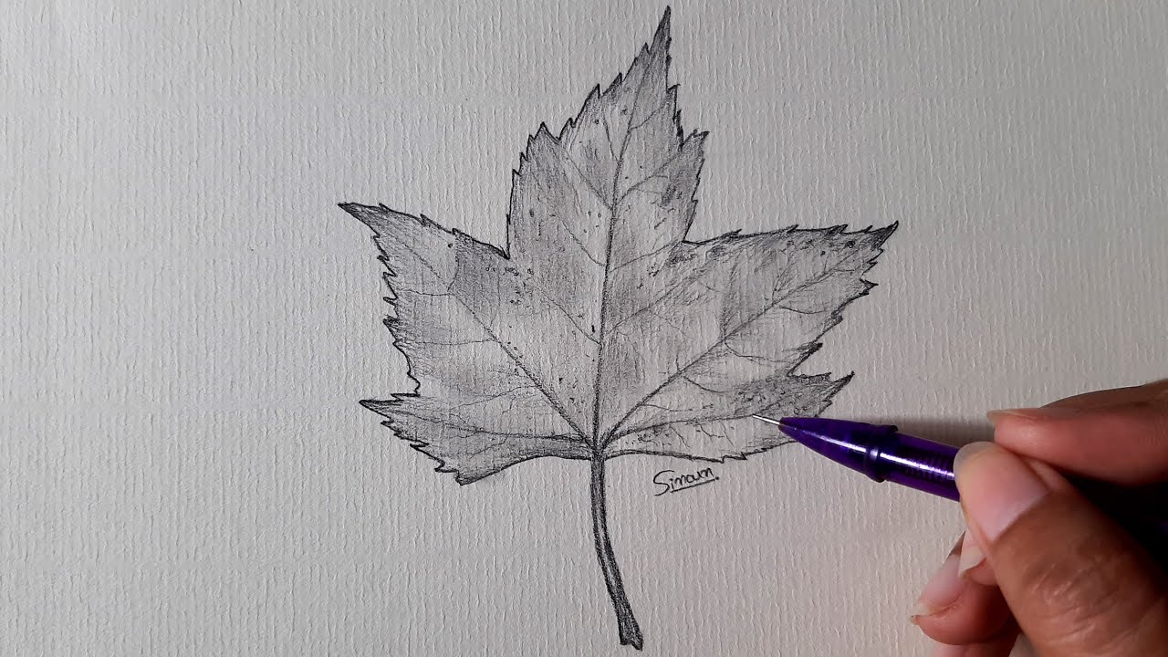 Autumn  Drawing Skill