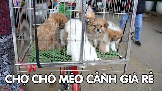 Chợ Chó Mèo cảnh Thú Cưng giá rẻ lớn nhất Việt Nam
