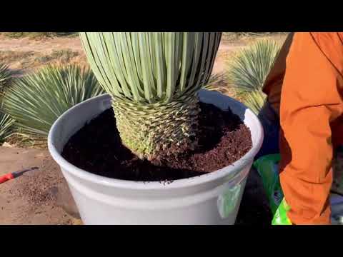 Yucca rostrata - Big Bend Yucca Company