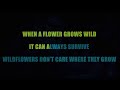 Wildflowers Karaoke By Dolly Parton