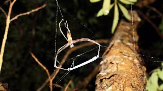 Ogrefaced, netcasting spiders catch prey in dark of night