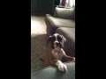 Sugar the Boxer puppy - 8 weeks old #2