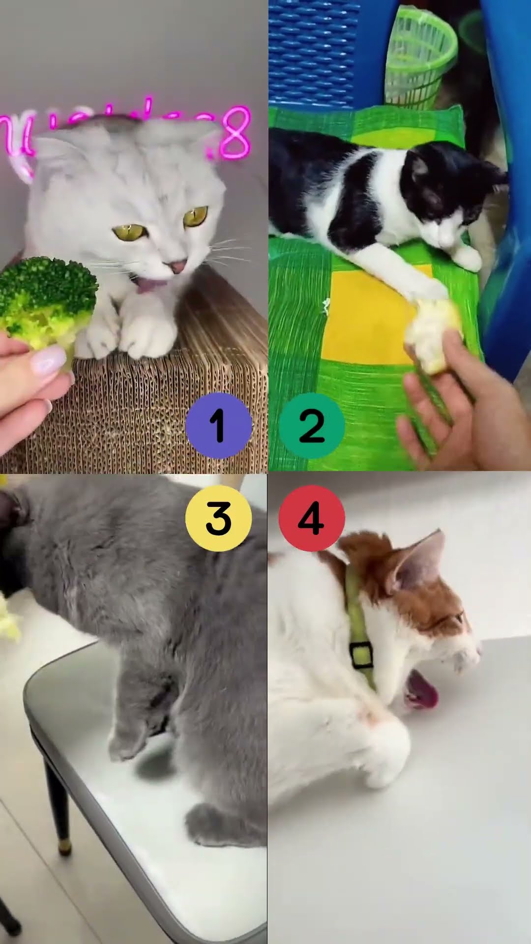 sprunki vs cats