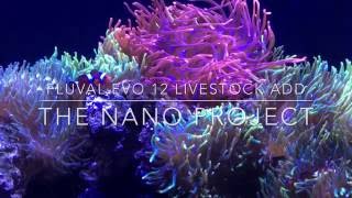 Fluval Evo 12 Livestock Additions