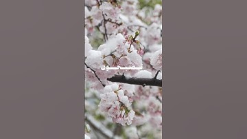 (فسبحان الله حين تمسون وحين تصبحون)#القرآن_الكريم #راحة_نفسية #سورة_الروم #المنشاوي