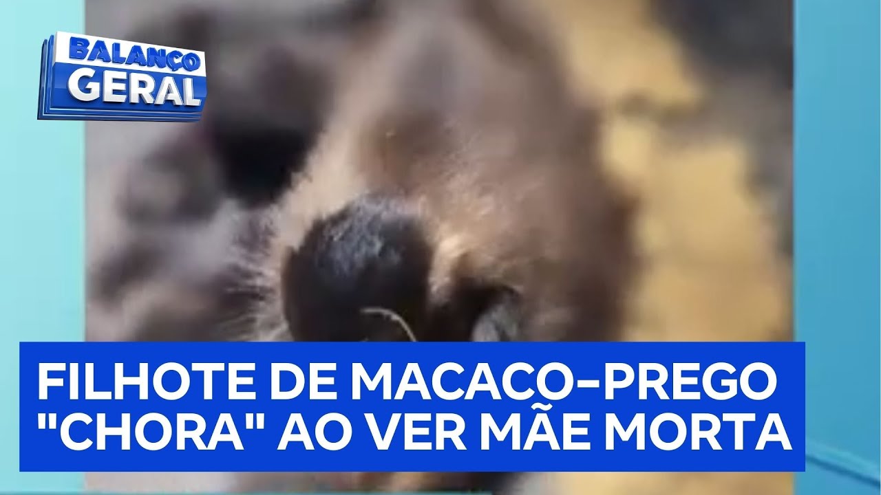 Filhote de macaco-prego "chora" e se recusa a sair de perto da mãe atropelada