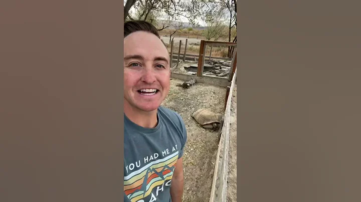 Moving My GIANT Pet Tortoises! #shorts #animals