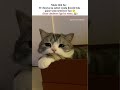 Crying #tweetreels #catmemes #aesthetic #lofichill #sadquotes #funnyvideo #trending