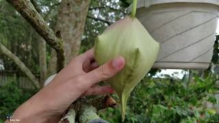 Stapelia Gigantea The Starfish Flower