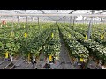 Cultivar morangos saudáveis e firmes com biostimulantes PlantoSys