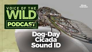 Episode 23: Dog-Day Cicada – Voice of the Wild