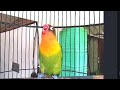 Pancing Ngekek lovebird anda dengan suara ngekek Love Bird ini