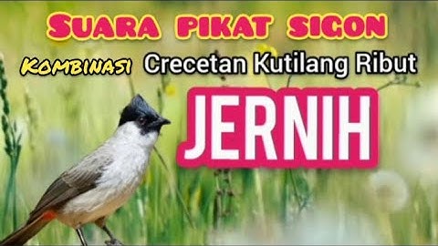 SUARA PIKAT Sogon Ribut Memanggil Dan Crecetan Kutilang Terancam
