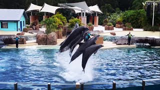 Dolphin Adventure show at SeaWorld Orlando | Orlando Florida