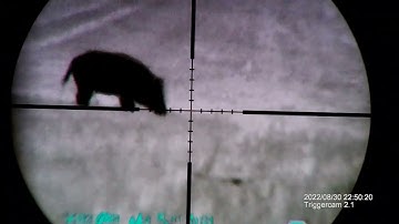 Infiray Thermal Clip, (NO) hunting wildboar, bez střelby