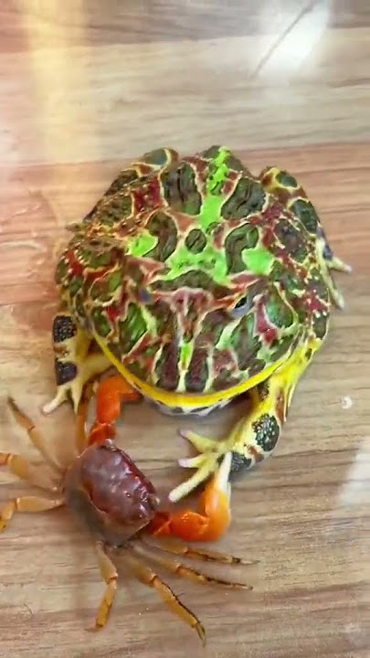 Pacman Frog Eating Crab | 🐸 vs 🦀 #shorts