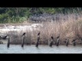 千葉県　市川市　市川野鳥の楽園　カワウ　その1