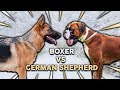GERMAN SHEPHERD vs BOXER! What's The Best Family Guard Dog?