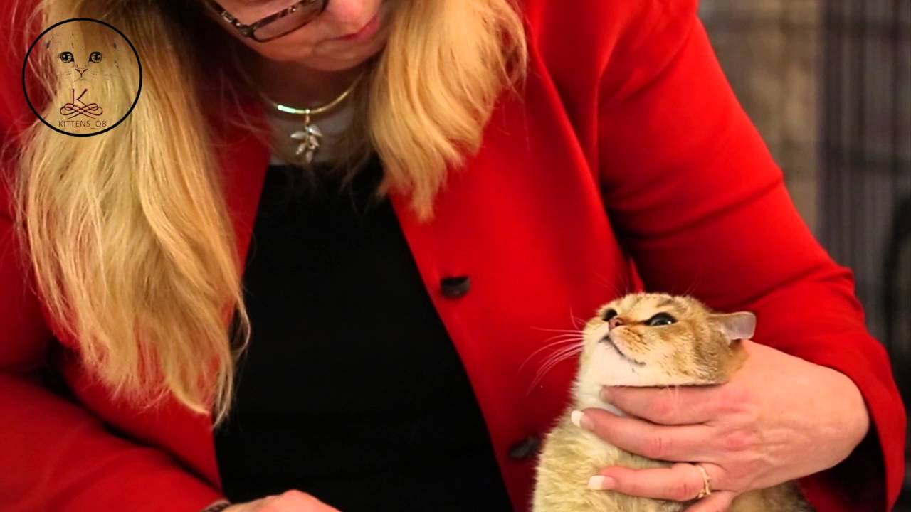 Kittens_q8 participation in Kuwait Cat Show 2016 ( HD ) YouTube