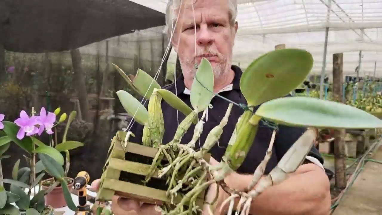 Aprenda a cultivar (bem!) a Cattleya walkeriana!