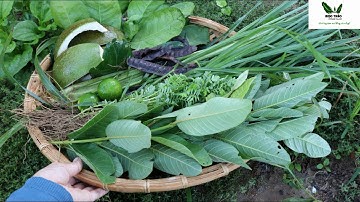 🌿MTVV🌿||CÁCH NẤU DẦU GỘI THẢO DƯỢC BỒ KẾT NGĂN RỤNG,KÍCH THÍCH MỌC,LÀM ĐẸP TÓC,HÁI THẢO DƯỢC Ở VƯỜN